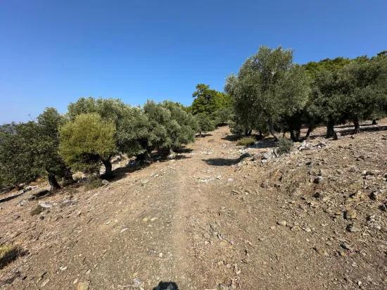 Field with sea view, 21.000 m2, 2b, for sale In Çandır