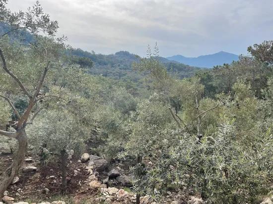 Köyceğiz Ekincik sea view 7.000m2 2b for sale olive grove