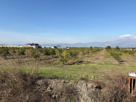 21500m2 Pomegranate Garden For Sale In Eskiköy