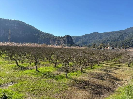 5985m2 Plot Of Land For Sale In Dalyan, Zoned For 5% Vineyard/orchard Use.
