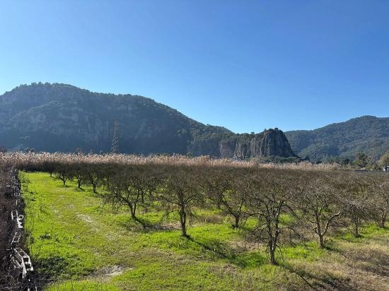 5985m2 Plot Of Land For Sale In Dalyan, Zoned For 5% Vineyard/orchard Use.