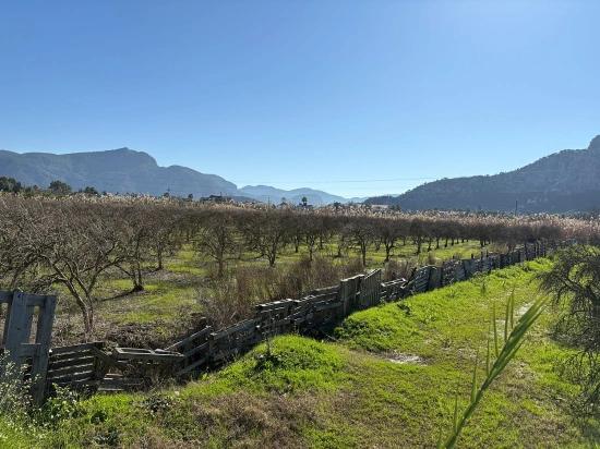 5985m2 Plot Of Land For Sale In Dalyan, Zoned For 5% Vineyard/orchard Use.