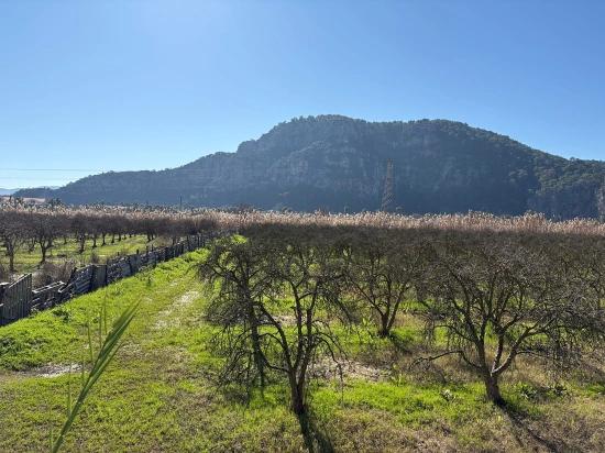 5985m2 Plot Of Land For Sale In Dalyan, Zoned For 5% Vineyard/orchard Use.