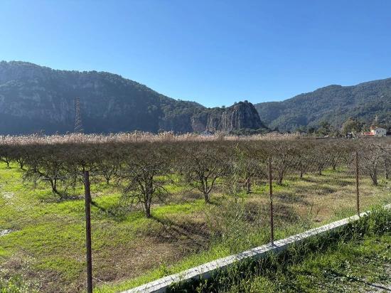 5985m2 Plot Of Land For Sale In Dalyan, Zoned For 5% Vineyard/orchard Use.