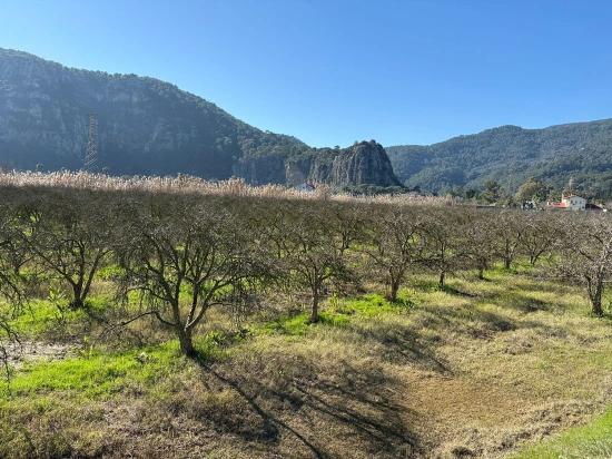 5985m2 Plot Of Land For Sale In Dalyan, Zoned For 5% Vineyard/orchard Use.