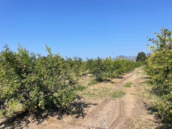 10,000 M² Pomegranate Orchard For Sale In Dalyan Arıkbaşı Gerendüzü Area.