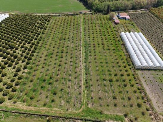16,000 M² Pomegranate Orchard For Sale In Eskiköy