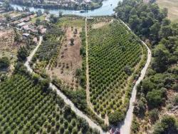 Field For sale in Çandır Nbh. Köyceğiz - Field Zoned - 20.000 m²