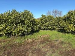 Field For sale in Dalyan Nbh. Ortaca - Field Zoned - 16.500 m²
