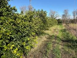 Field For sale in Dalyan Nbh. Ortaca - Field Zoned - 16.500 m²