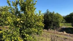 Land For sale in Okçular Nbh. Ortaca - Housing Zoned - 2.218 m²
