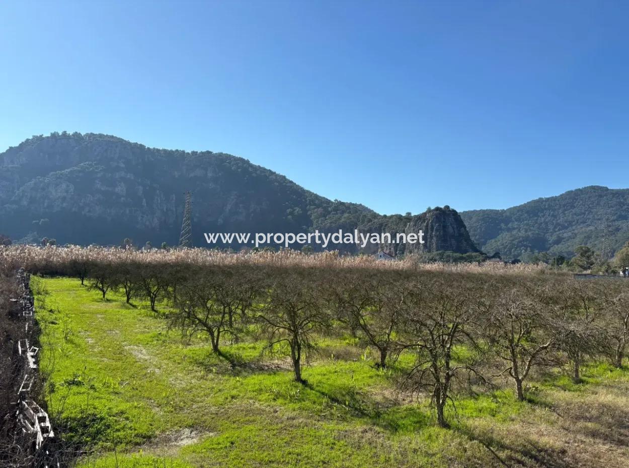 5985M2 5% Zoned Land For Sale In Dalyan As Vineyard Garden