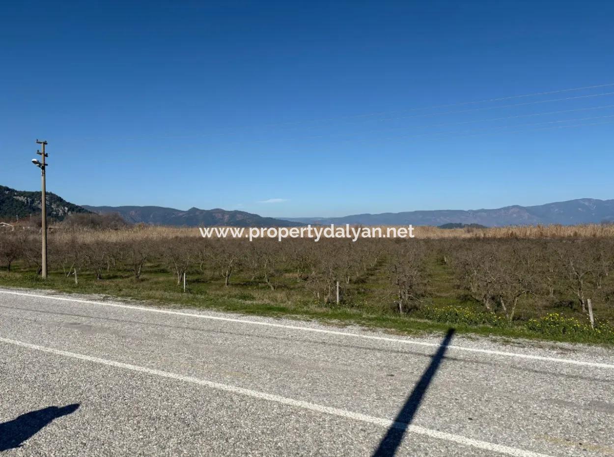 5985M2 5% Zoned Land For Sale In Dalyan As Vineyard Garden