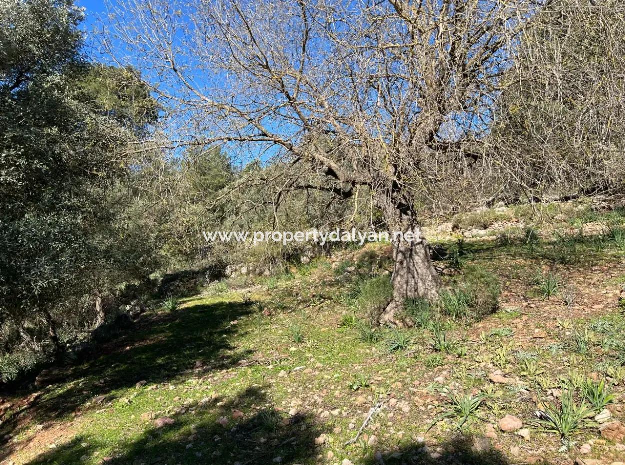 Land For Sale In Nature And Forest In Gökbel