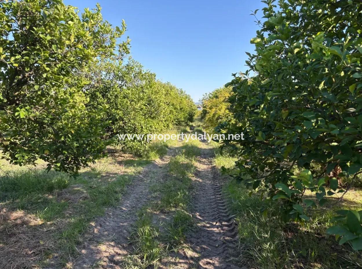 6150M2 Lemon And Pomegranate Garden For Sale In Eskiköy
