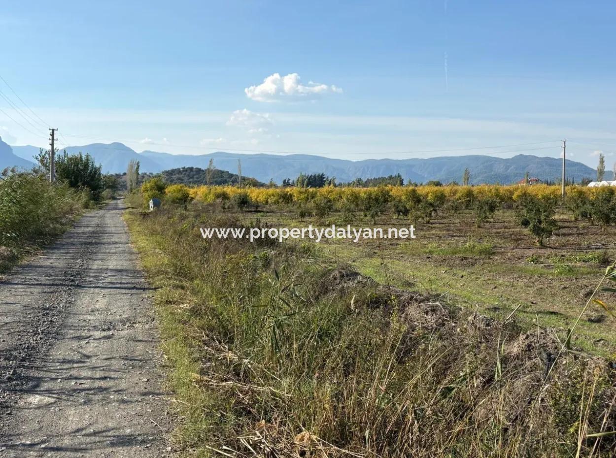 21500M2 Pomegranate Orchard For Sale In Eskiköy
