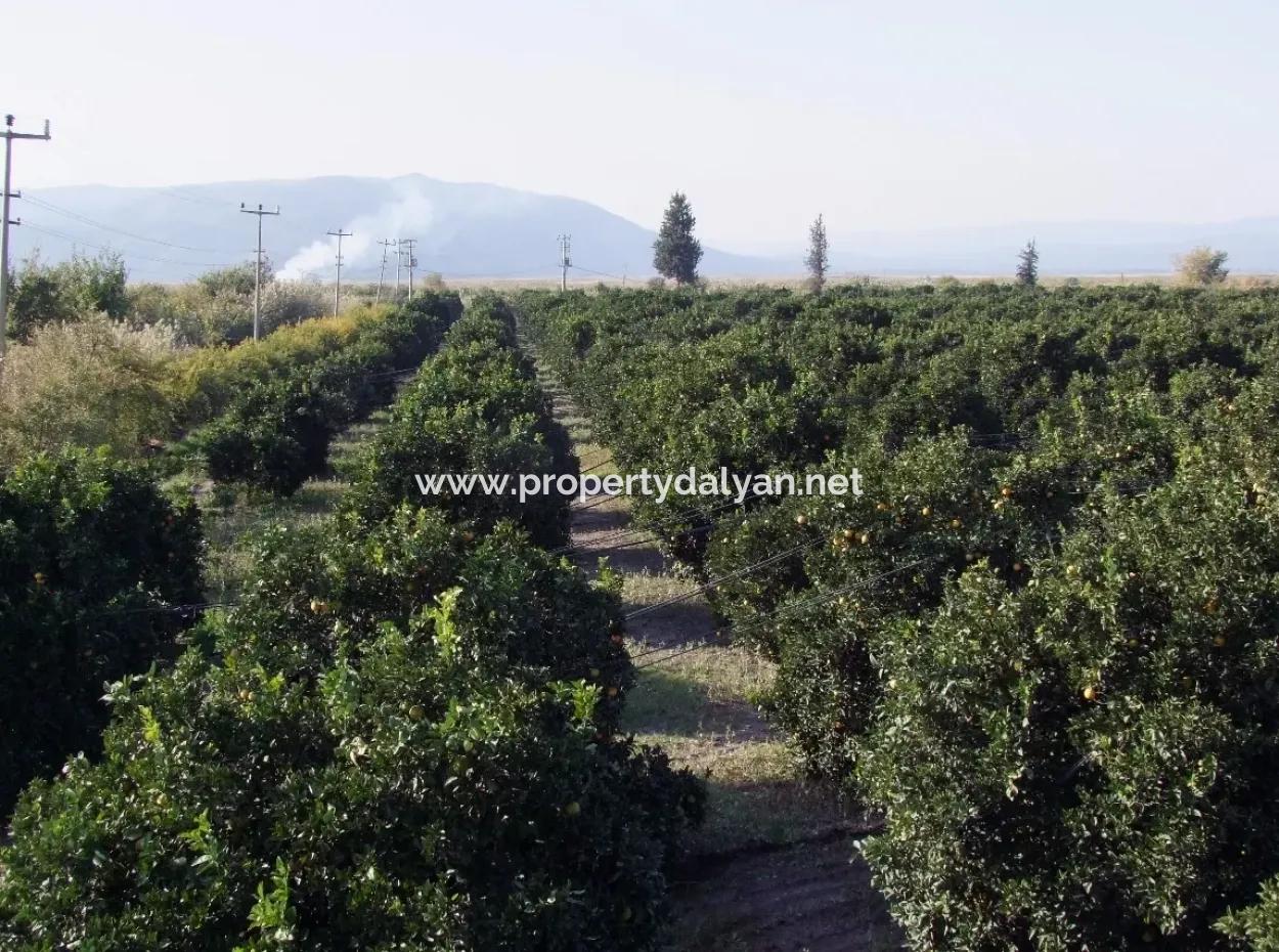 Garden For Sale In Oriya Tepearasi Between The Peak 65,000M2 Orange Garden For Sale