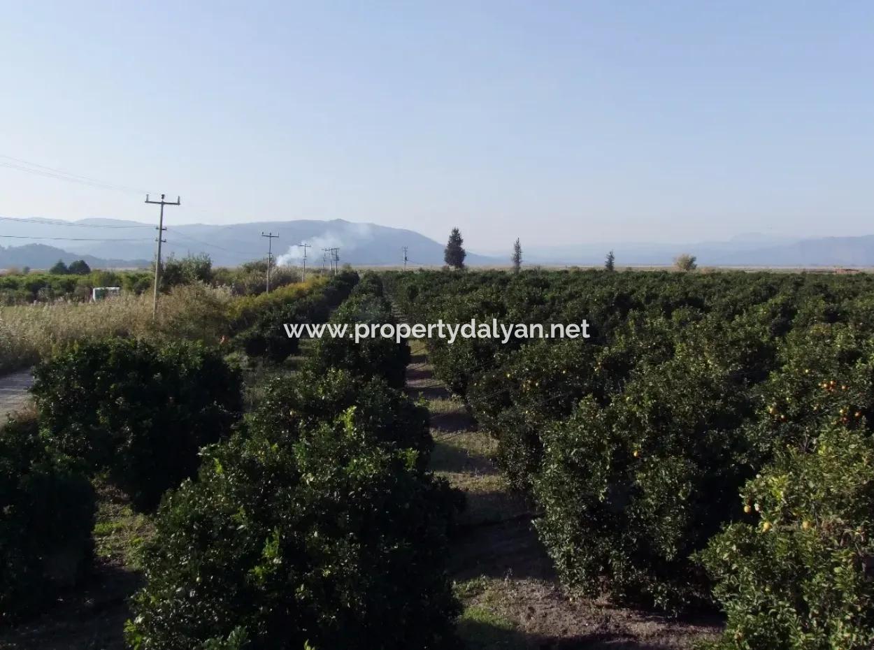 Garden For Sale In Oriya Tepearasi Between The Peak 65,000M2 Orange Garden For Sale