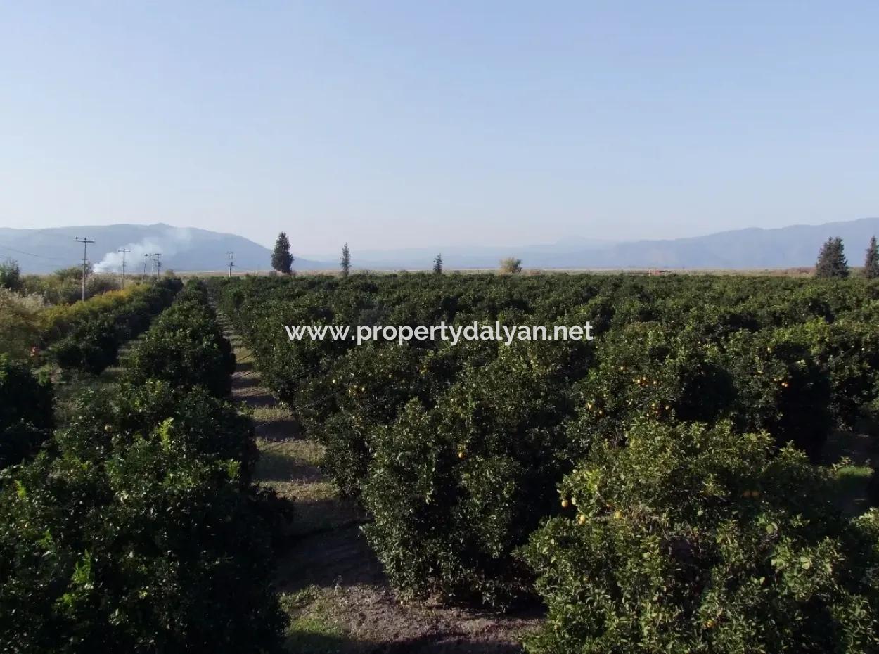 Garden For Sale In Oriya Tepearasi Between The Peak 65,000M2 Orange Garden For Sale