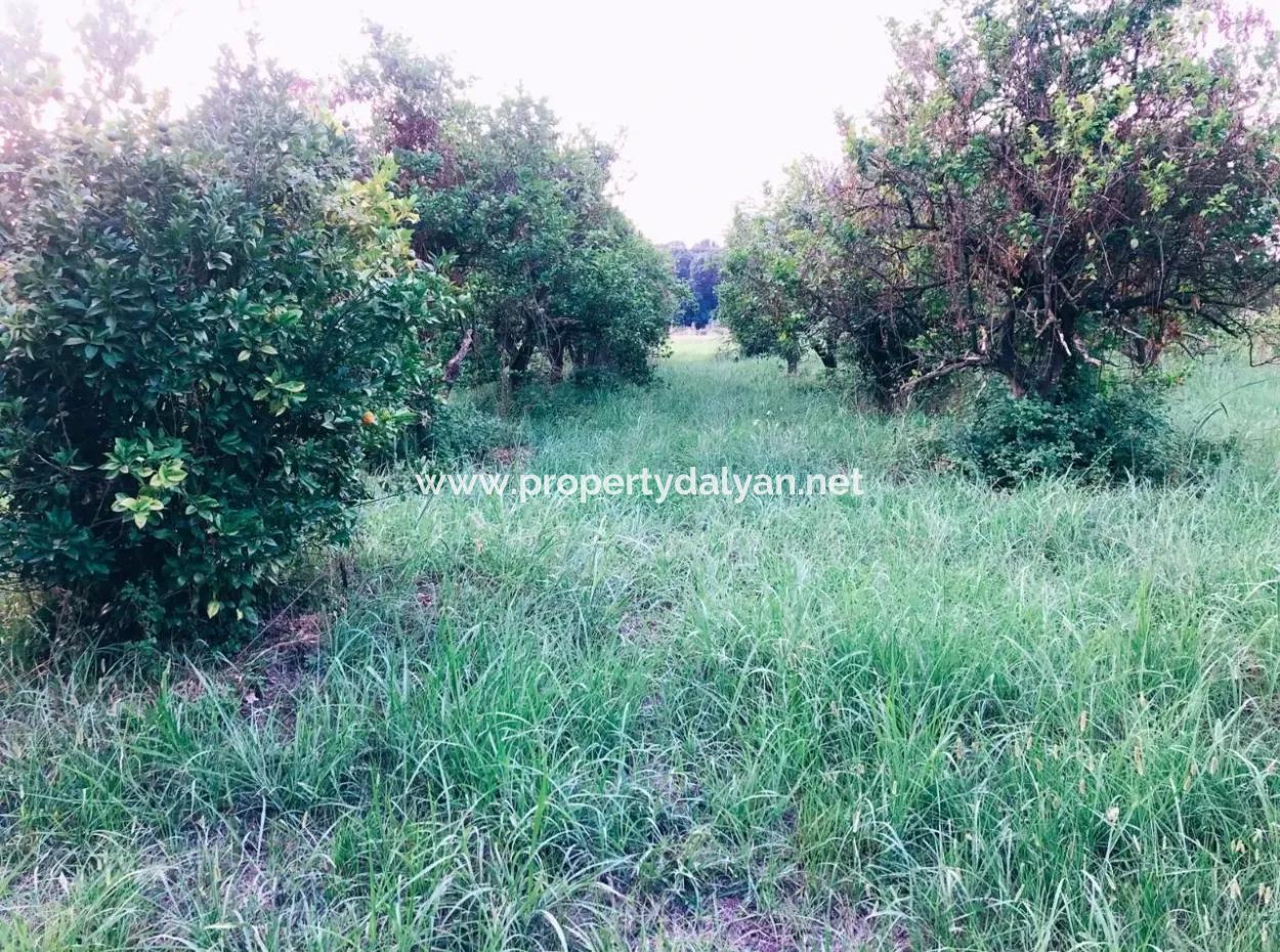 Archer In The Archers Plot For Sale For Sale In Marmarli 1,500M2 Plot For Sale