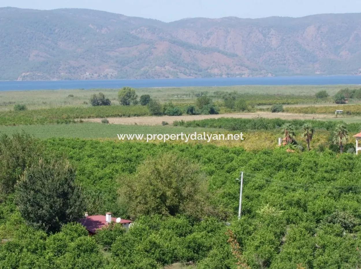 For Sale Farm For Sale In Dalyan 73410M2