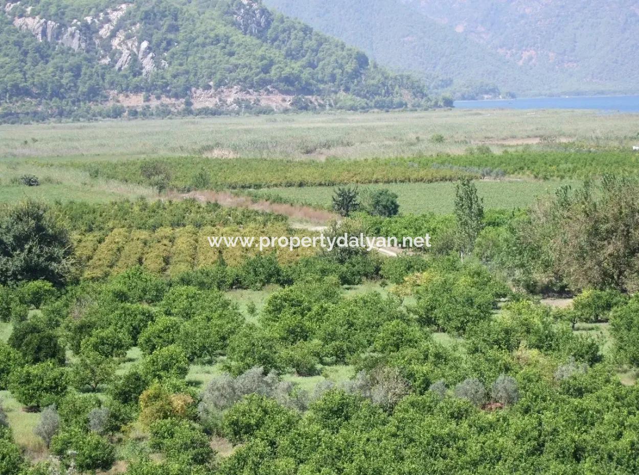For Sale Farm For Sale In Dalyan 73410M2