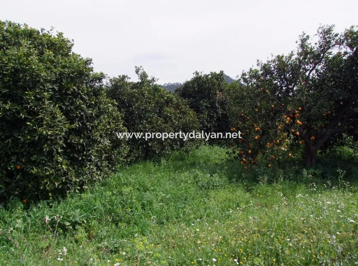 For Sale In Orange Grove 24,000M2 For Sale Near The Sea Garden For Sale Bargain