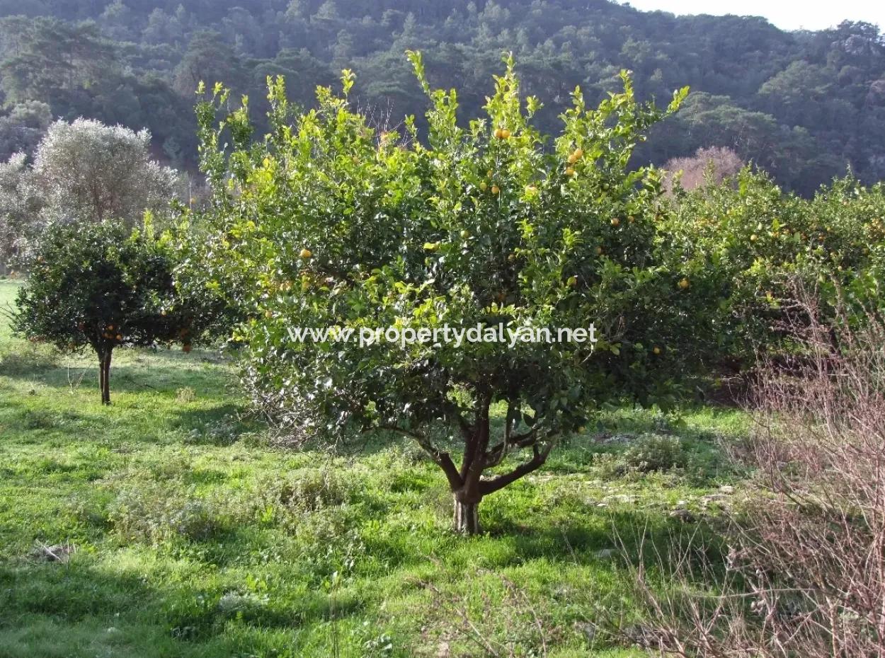 For Sale In Koycegiz, Dalyan Plot For Sale 10629M2