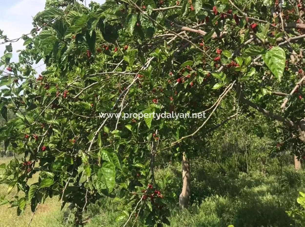 Land For Sale In Seydikemer Korubuku 76000M2