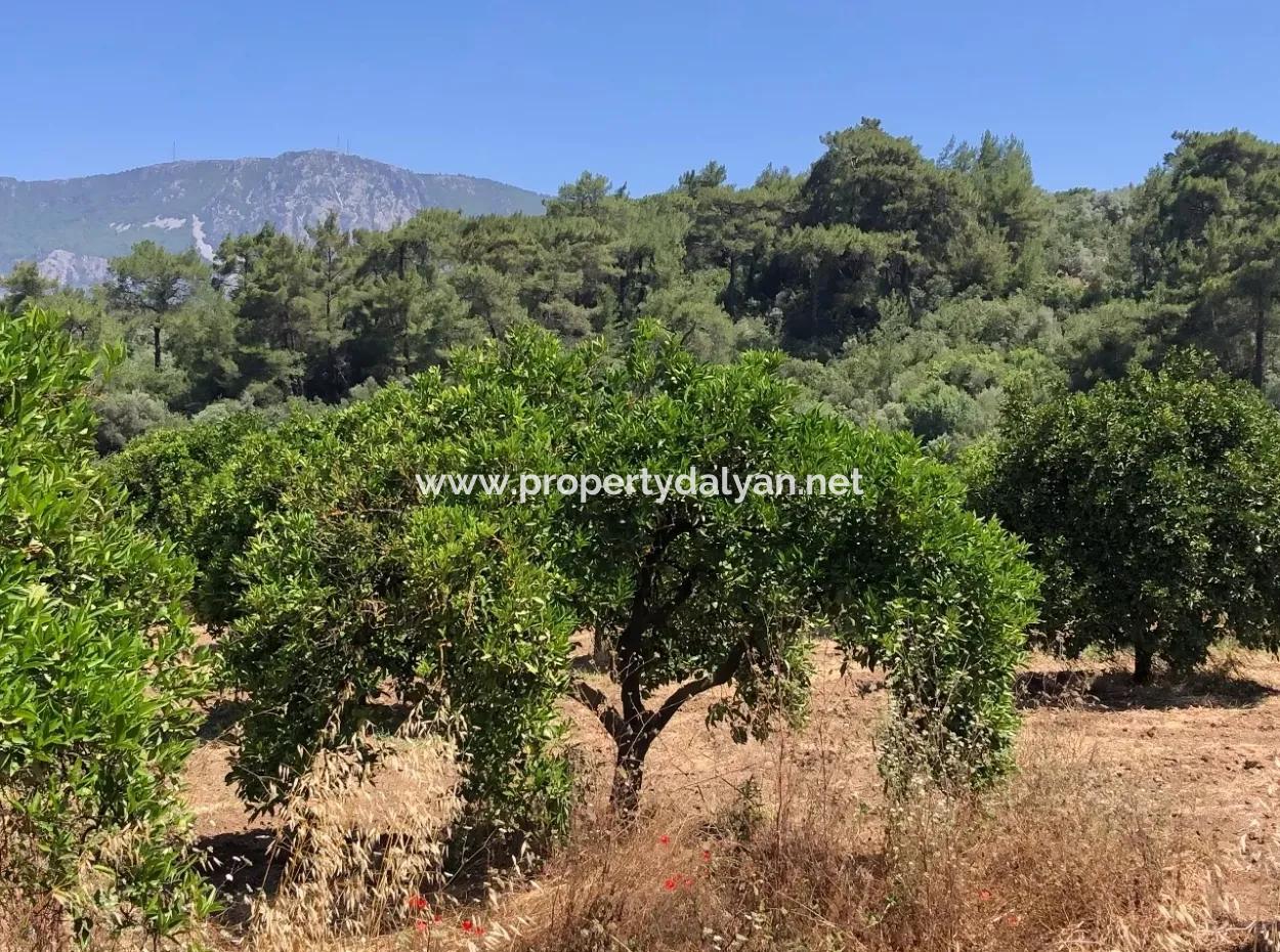 Garden For Sale In Gokce Akyaka, Near The Sea, A 38,000M2 Plot For Sale