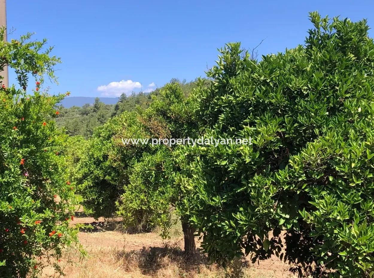 Garden For Sale In Gokce Akyaka, Near The Sea, A 38,000M2 Plot For Sale