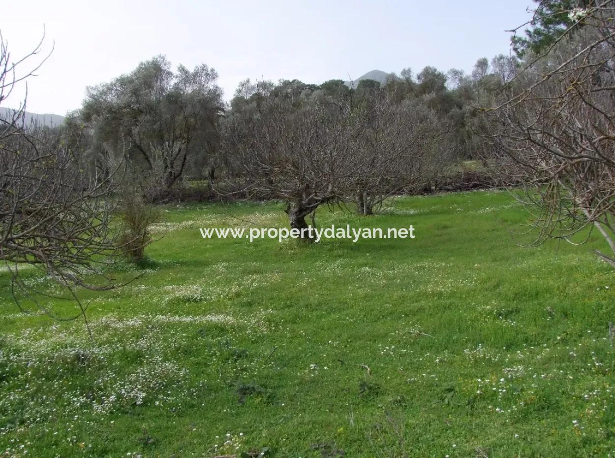 In Incirkoy Uzumlu Fethiye Plot For Sale Farm For Sale In Incirkoy