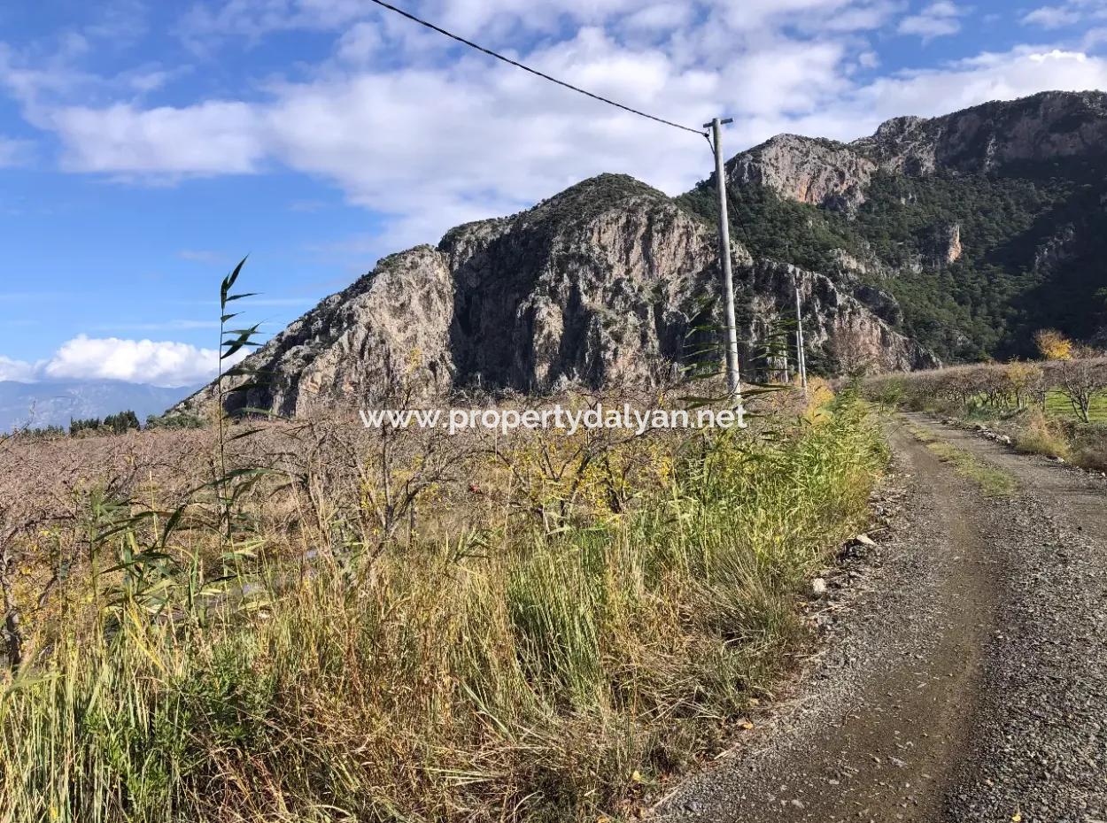 Land For Sale In Dalyan Istuzu Yollu On 24,000M2 Pomegranate Garden For Sale