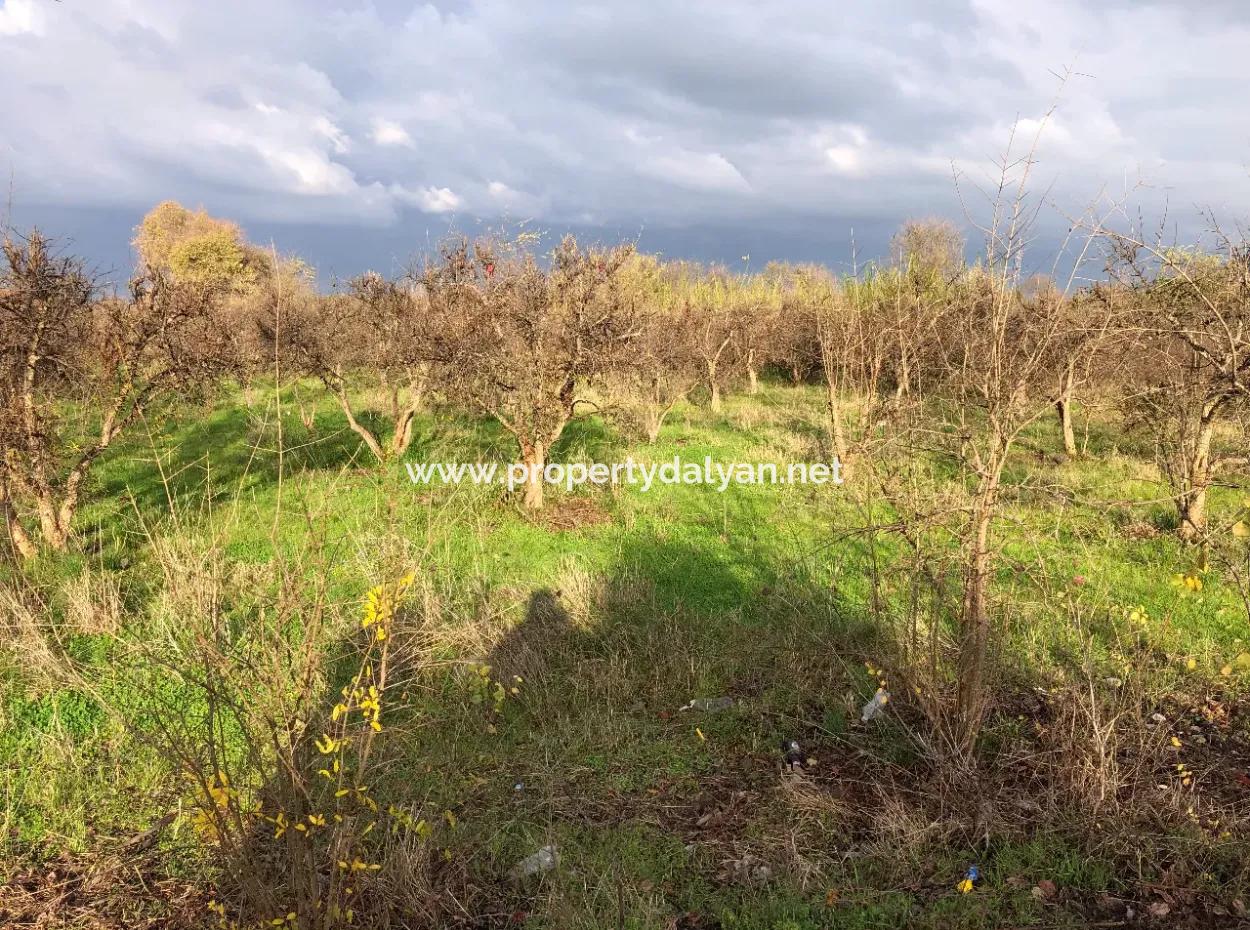 Dalyan Land For Sale Near The Center 3000M2 5% Zoning Land For Sale