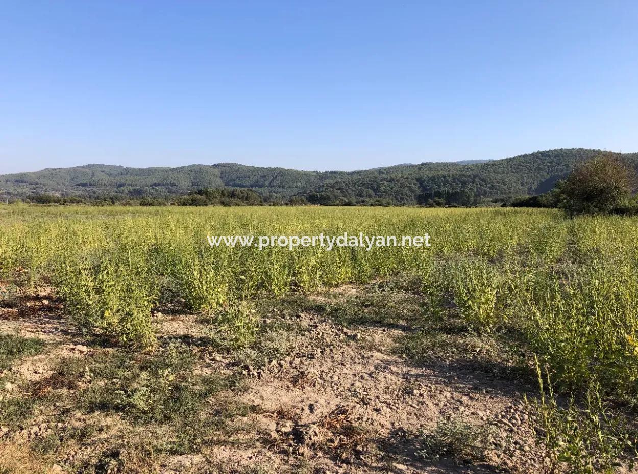 For Sale In Akçapinar 100 Acres For Sale