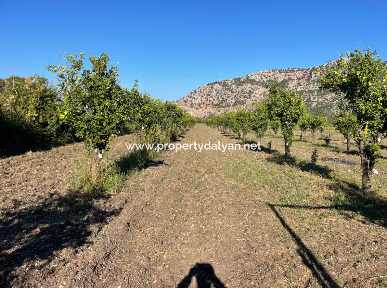 Land For Sale In Dalyan Close To The Center Of 6600M2