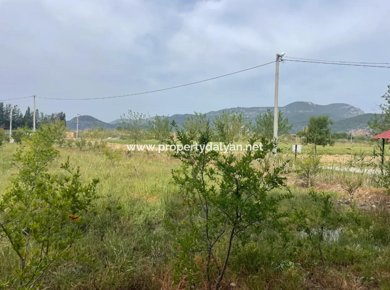 Field For Sale 6500M2 In Dalyan