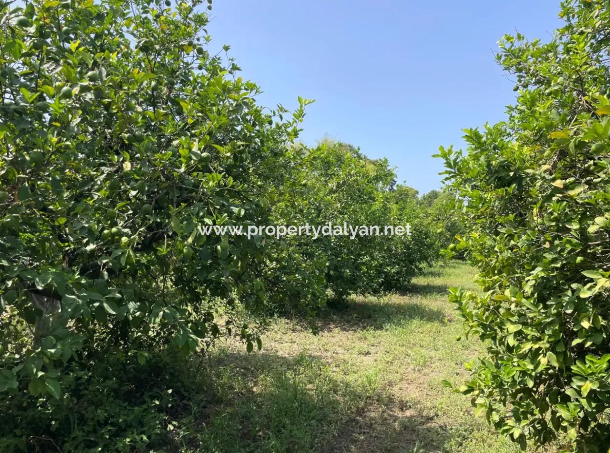 10.000M2 Land For Sale In The Village Built-Up Area In Okçular