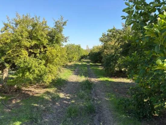 6150M2 Lemon And Pomegranate Garden For Sale In Eskiköy