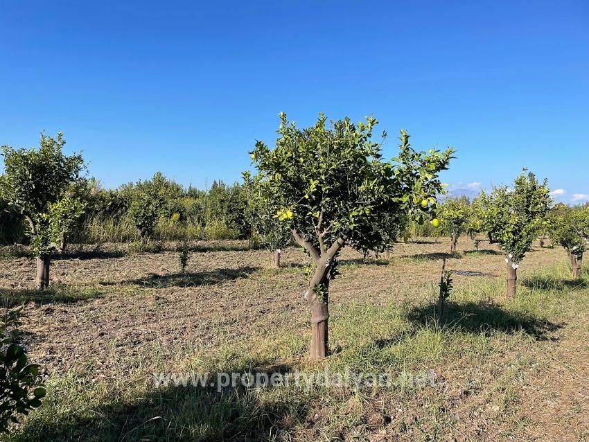 Продается Земельный Участок Площадью 6600 М2 Недалеко От Центра Дальяна.