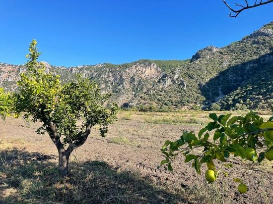 Продается Земельный Участок Площадью 6600 М2 Недалеко От Центра Дальяна.