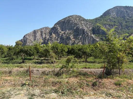 В Далиане 20.786м2 Продажа Поля