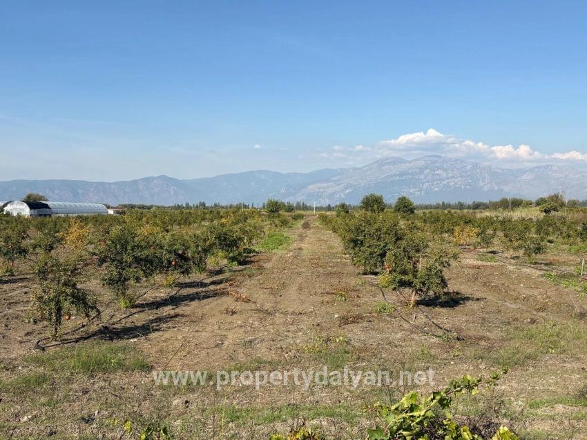 Eskiköy'de 21500m2 Satılık Nar Bahçesi