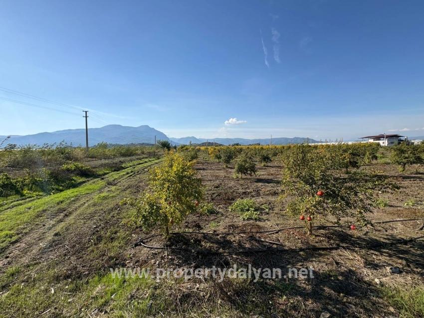 Eskiköy'de 21500m2 Satılık Nar Bahçesi