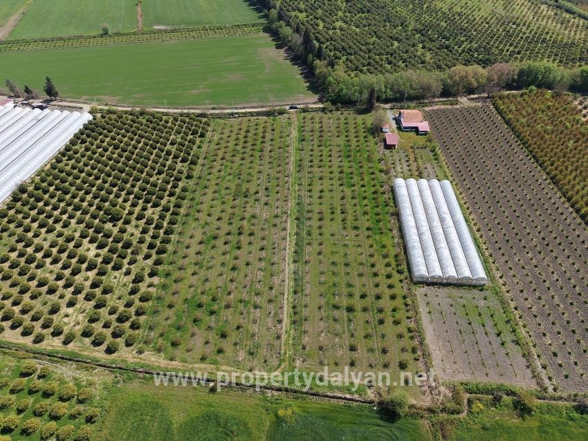 Eskiköy'de 16000m2 Satılık Nar Bahçesi