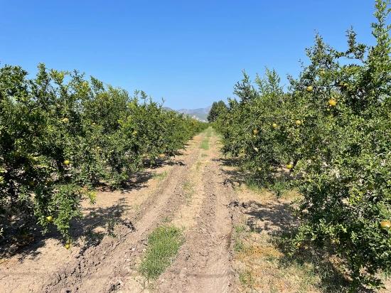 Dalyan Arıkbaşı Gerendüzü Mevkiinde 10,000m2 Satılık Nar Bahçesi