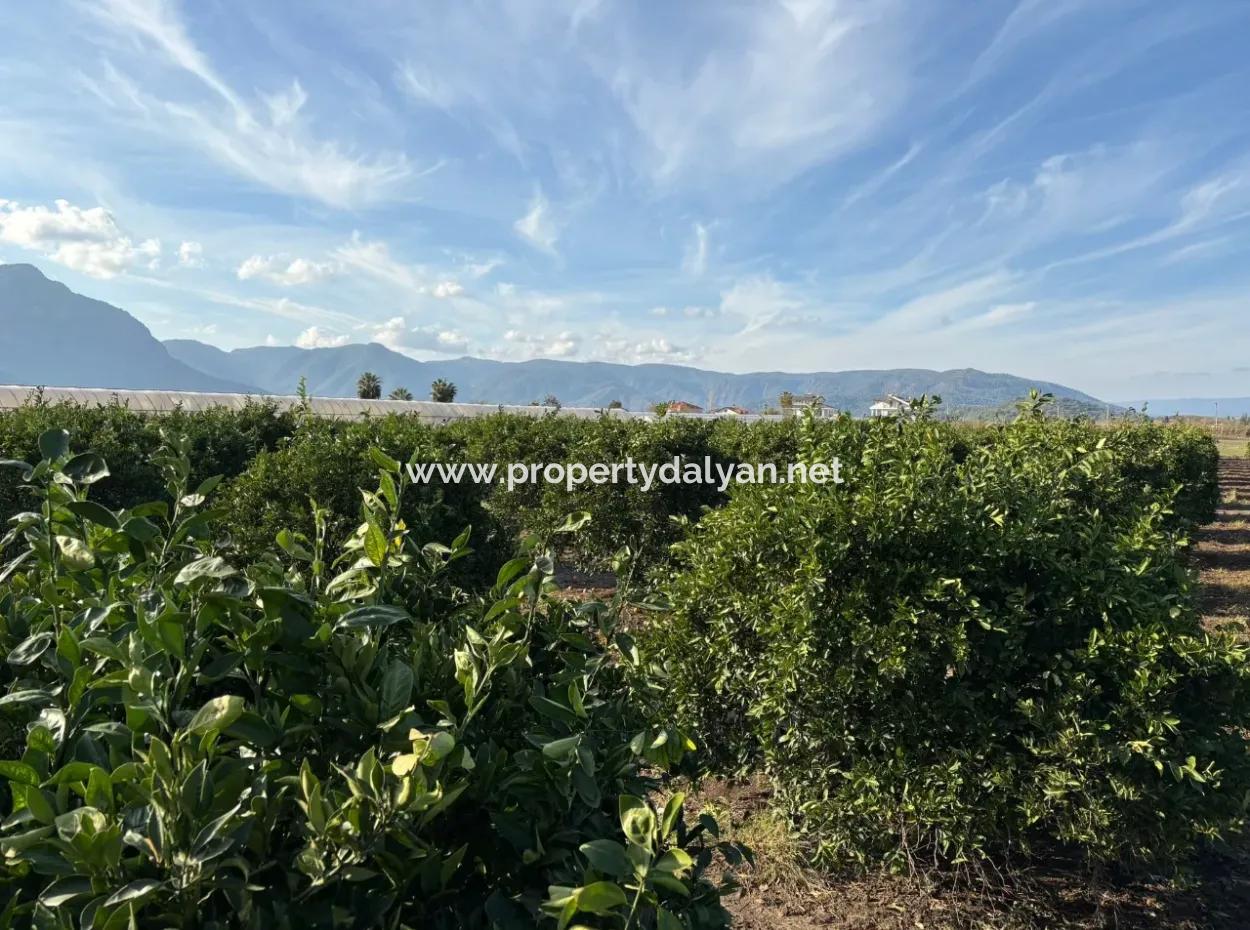 Eskiköy'de 14.136 M2 Tarla İçerisinde 4+1 Satılık Villa