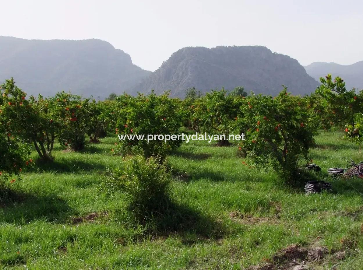 Dalyan İztuzu Satılık Bahçe Dalyan Göle Sıfır Satılık Arsa
