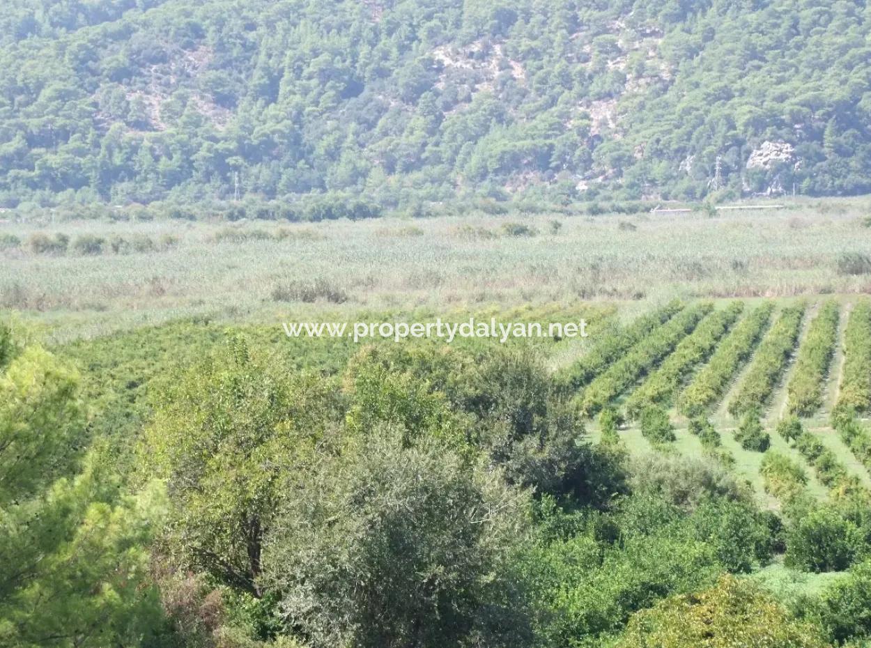 Dalyan Satılık Tarla Dalyan 73410M2 Satılık Tarla