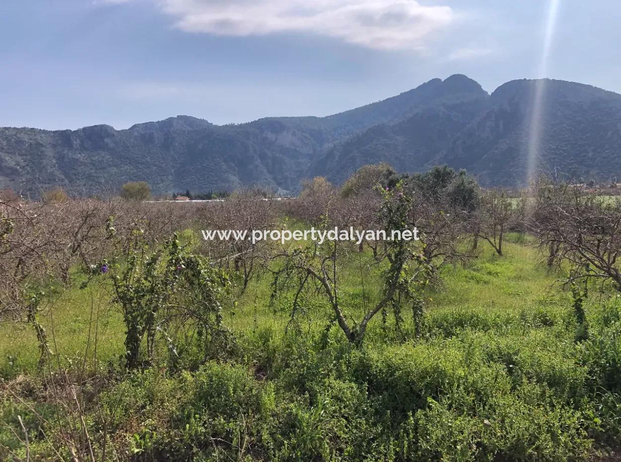 Dalyan'da 5500M2 Satılık Arsa